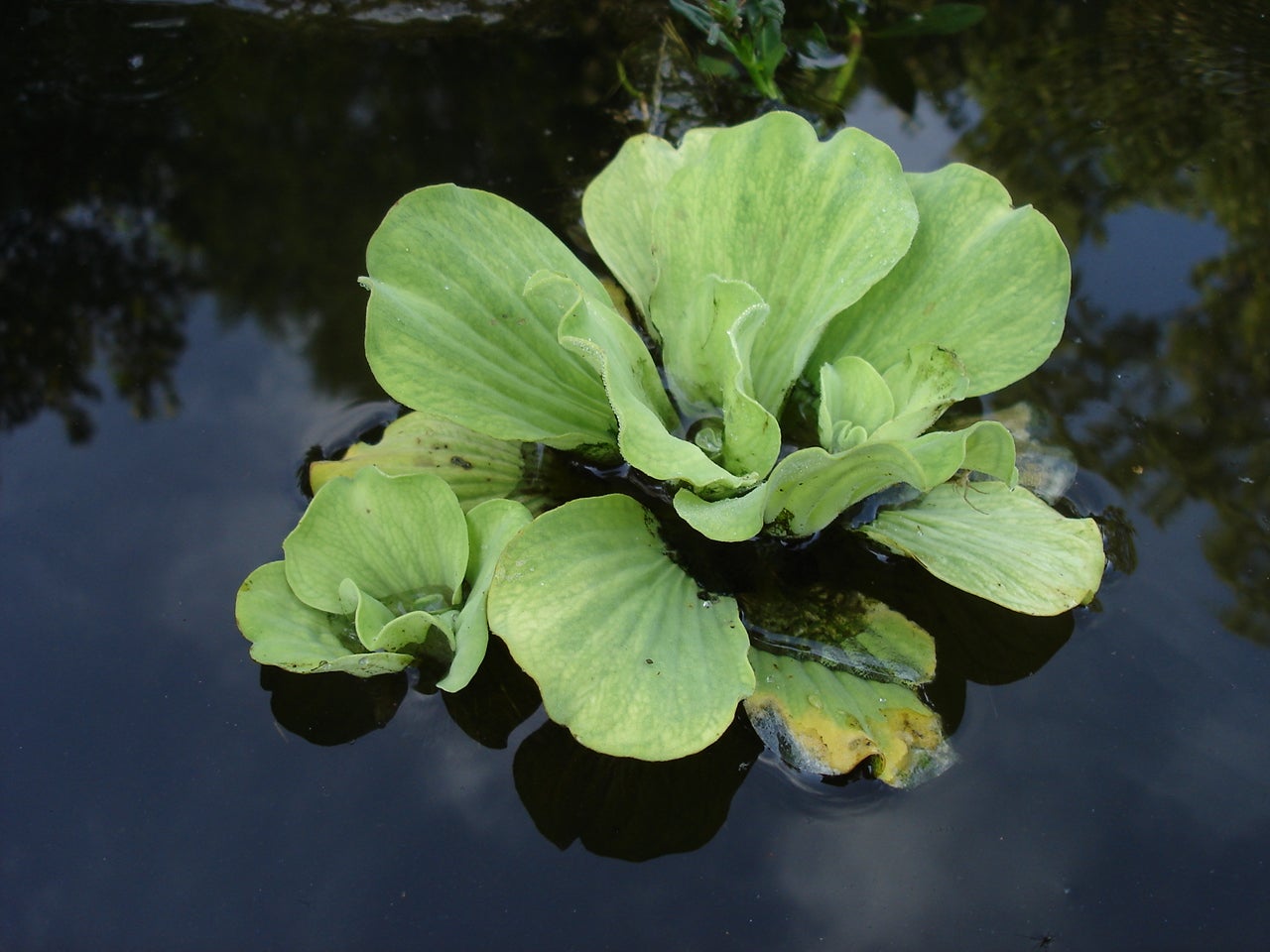 Floating Aquatic Plants Outdoor Alabama